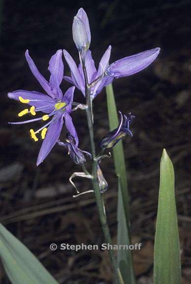 cammasia quamash ssp breviflora 2 graphic